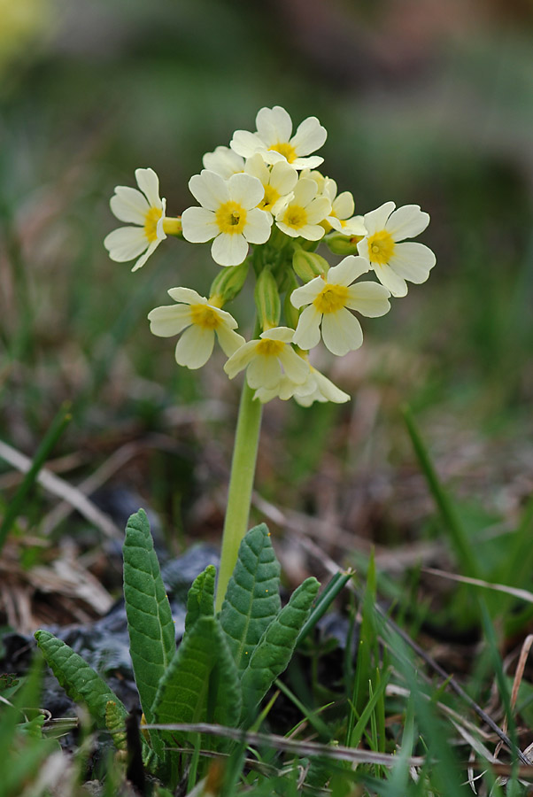 Primula veris  del Sengio Alto -  Primula x tommasinii